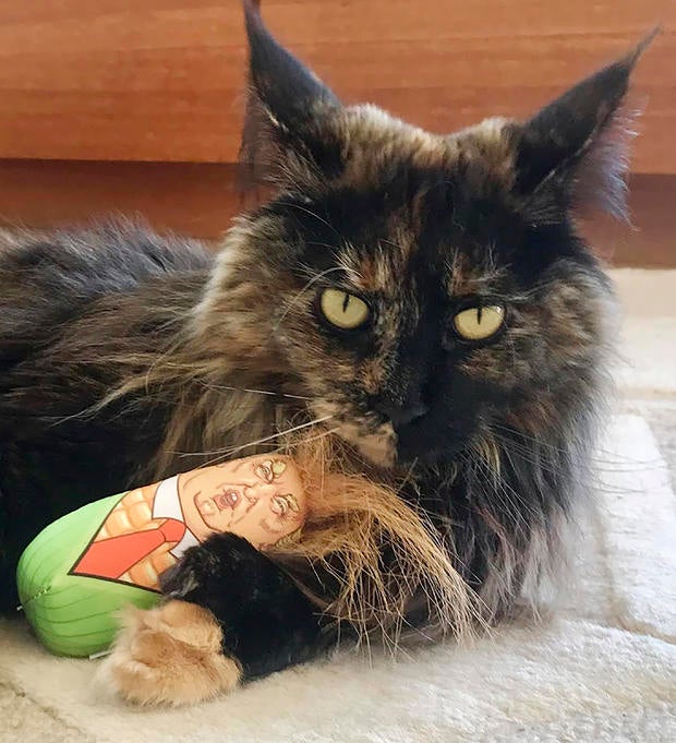新西兰飞猫 