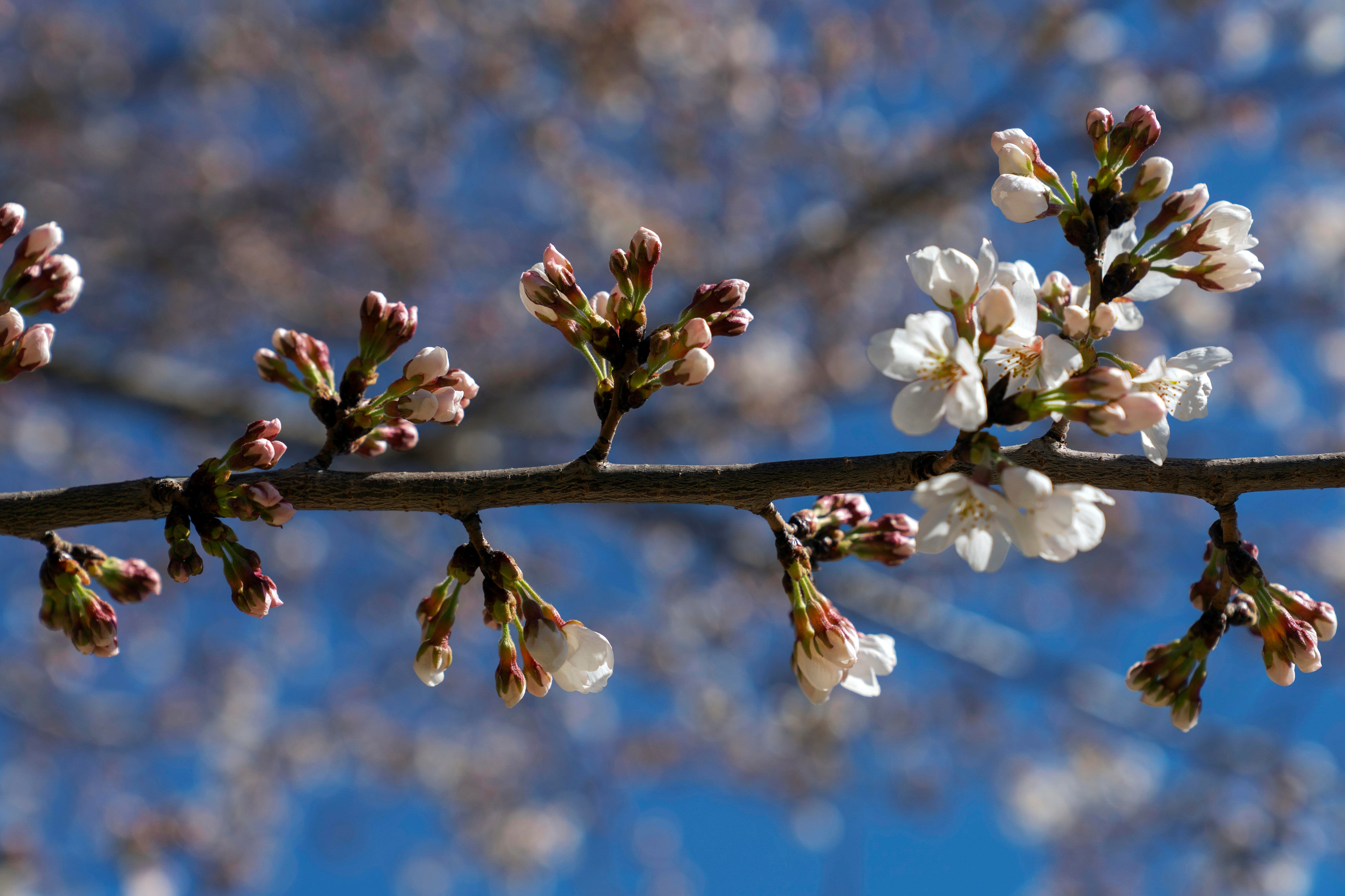 Cherry Blossoms 