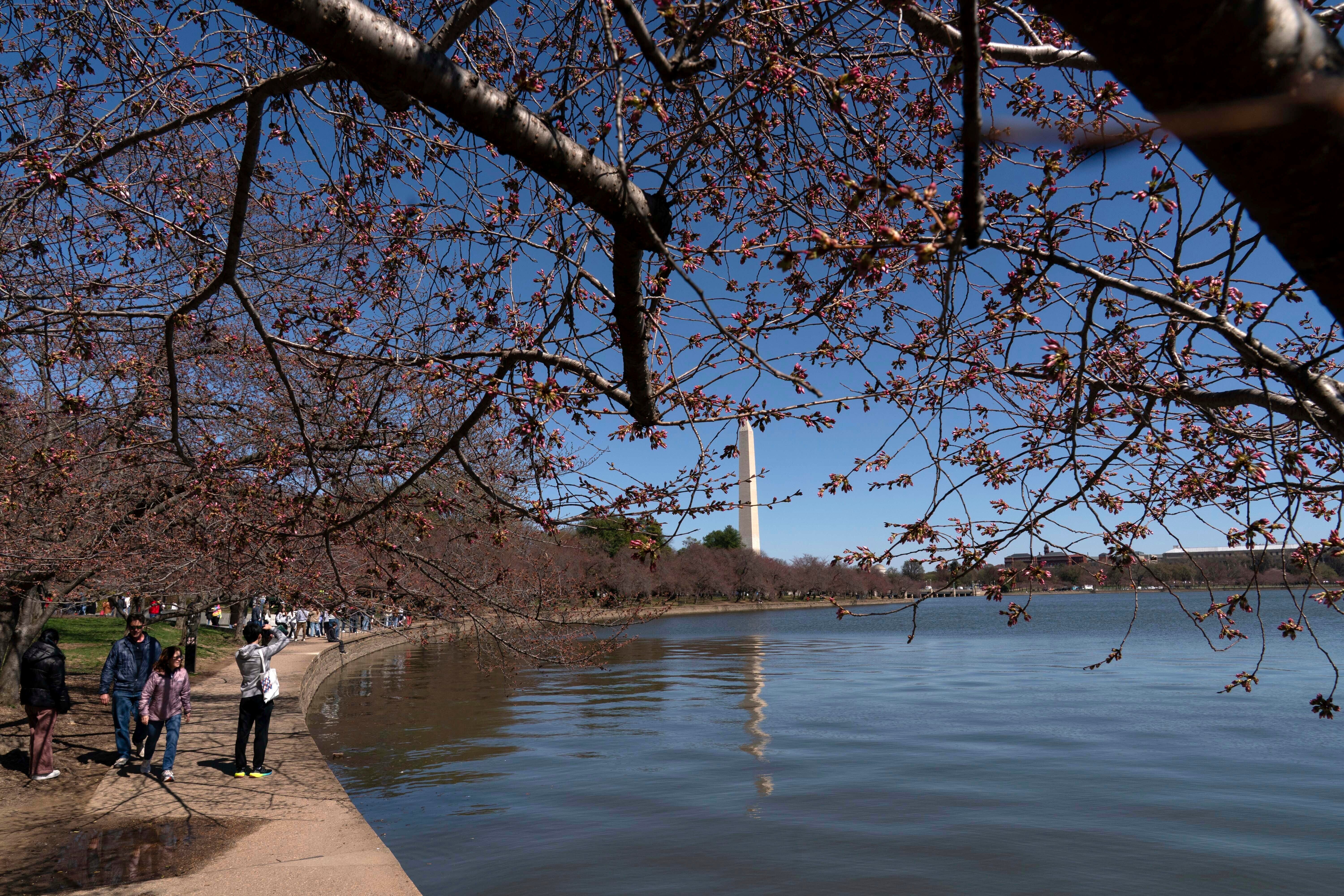 Cherry Blossoms 