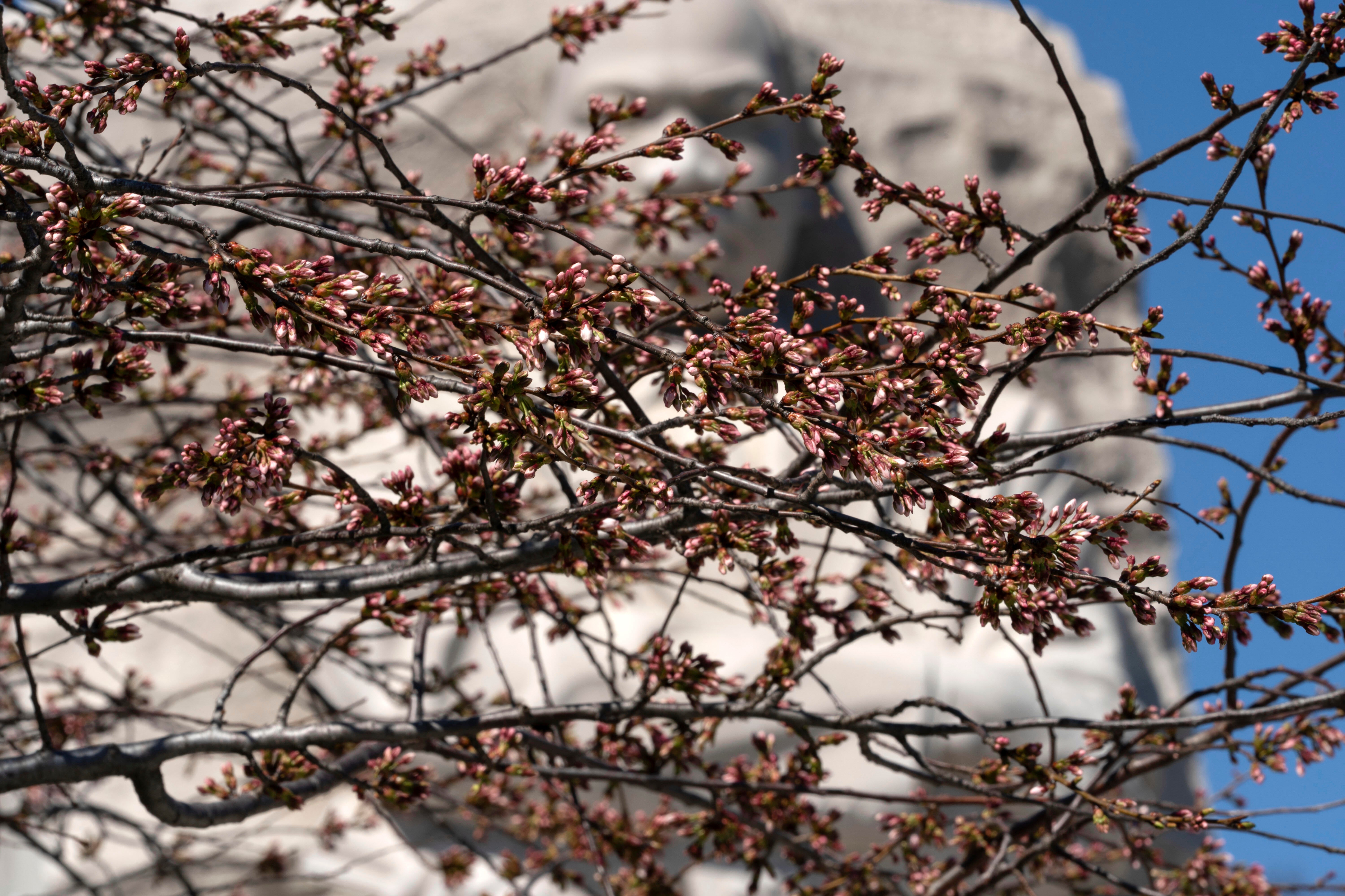 Cherry Blossoms 