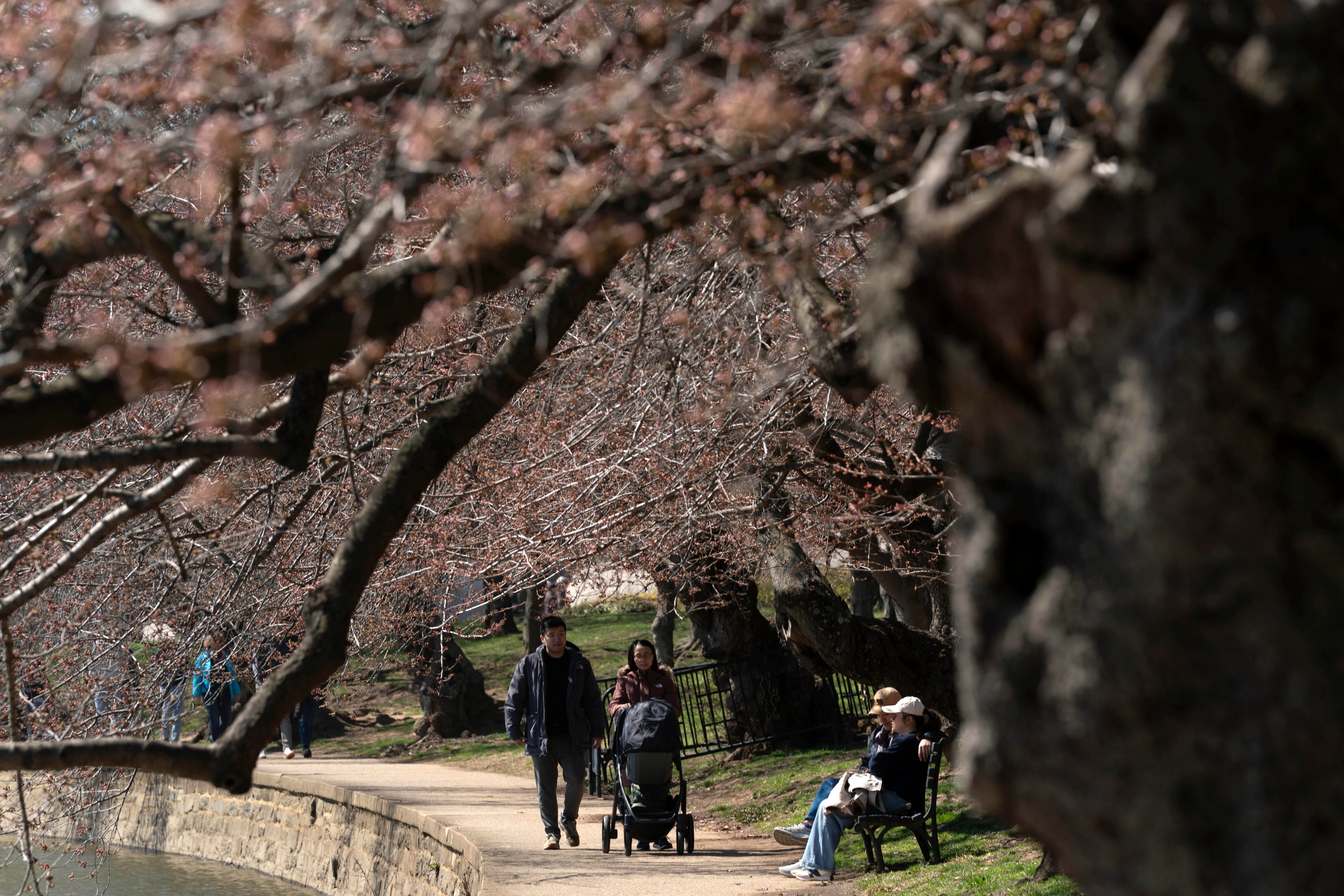 Cherry Blossoms 